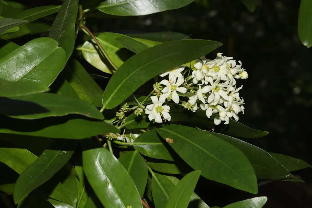 Skimmia Japonica