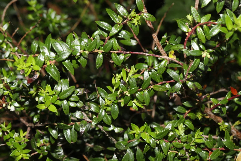 Gaultheria Mucronata