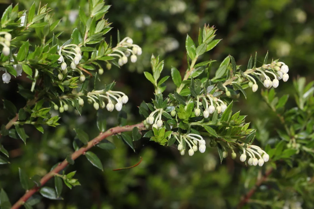 Gaultheria Mucronata