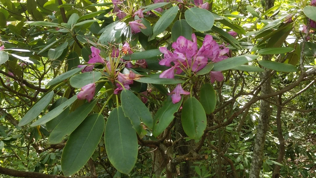 Rhododendron Catawbiense