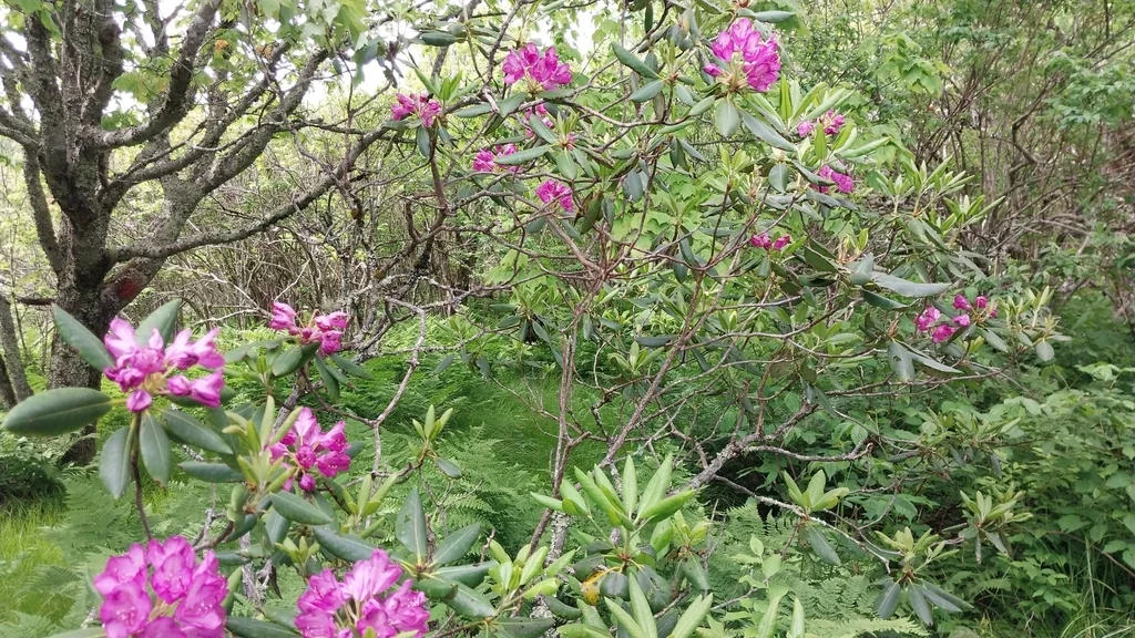 Rhododendron Catawbiense