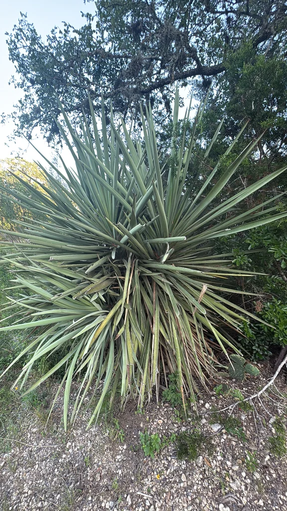 Yucca Treculiana