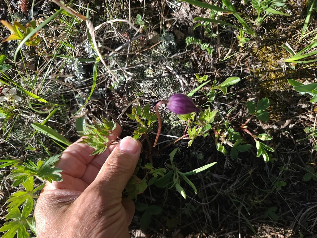 Clematis Columbiana
