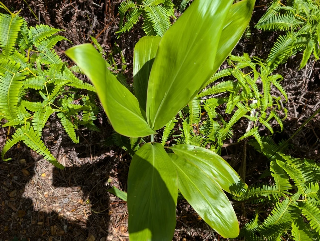 Cordyline fruticosa