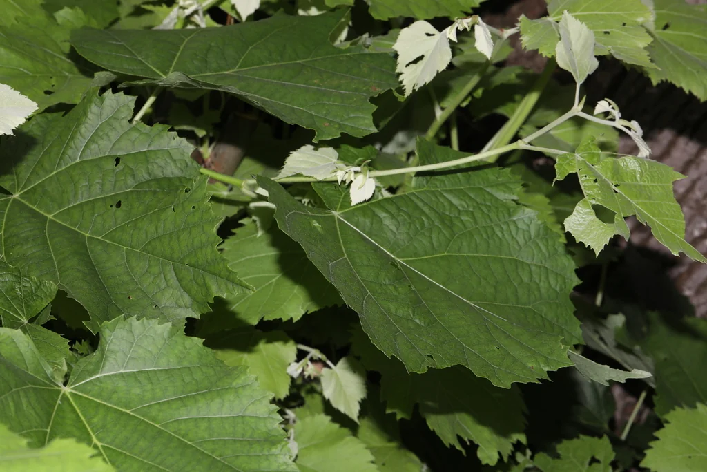 Tilia Tomentosa