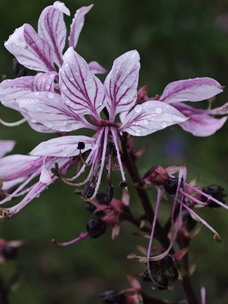 Dictamnus Albus