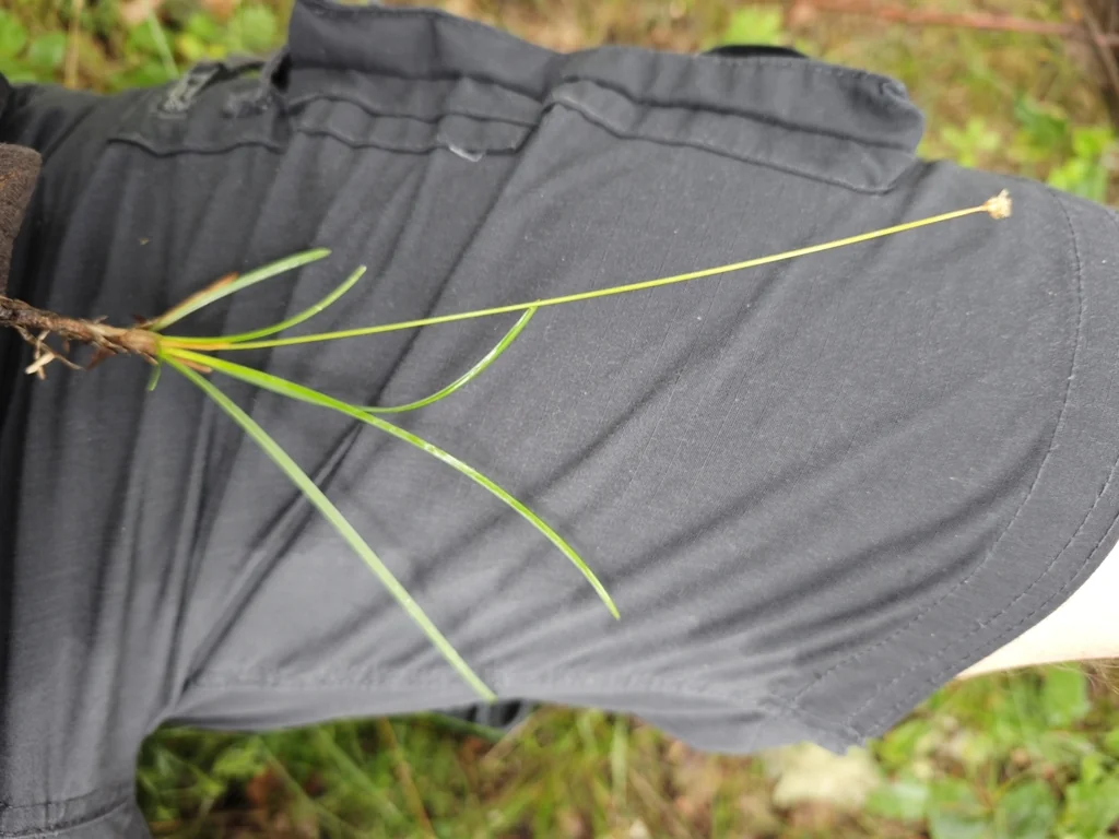 Sesleria Caerulea