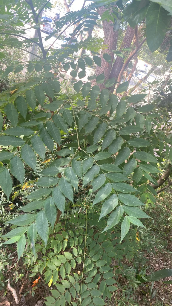 Koelreuteria Elegans