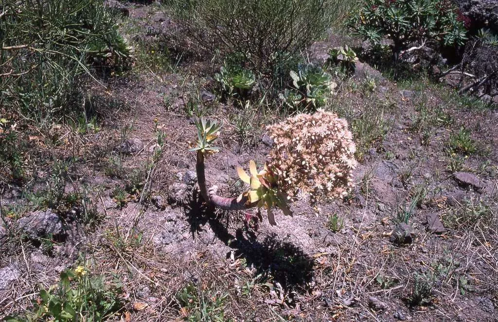 Aeonium Urbicum