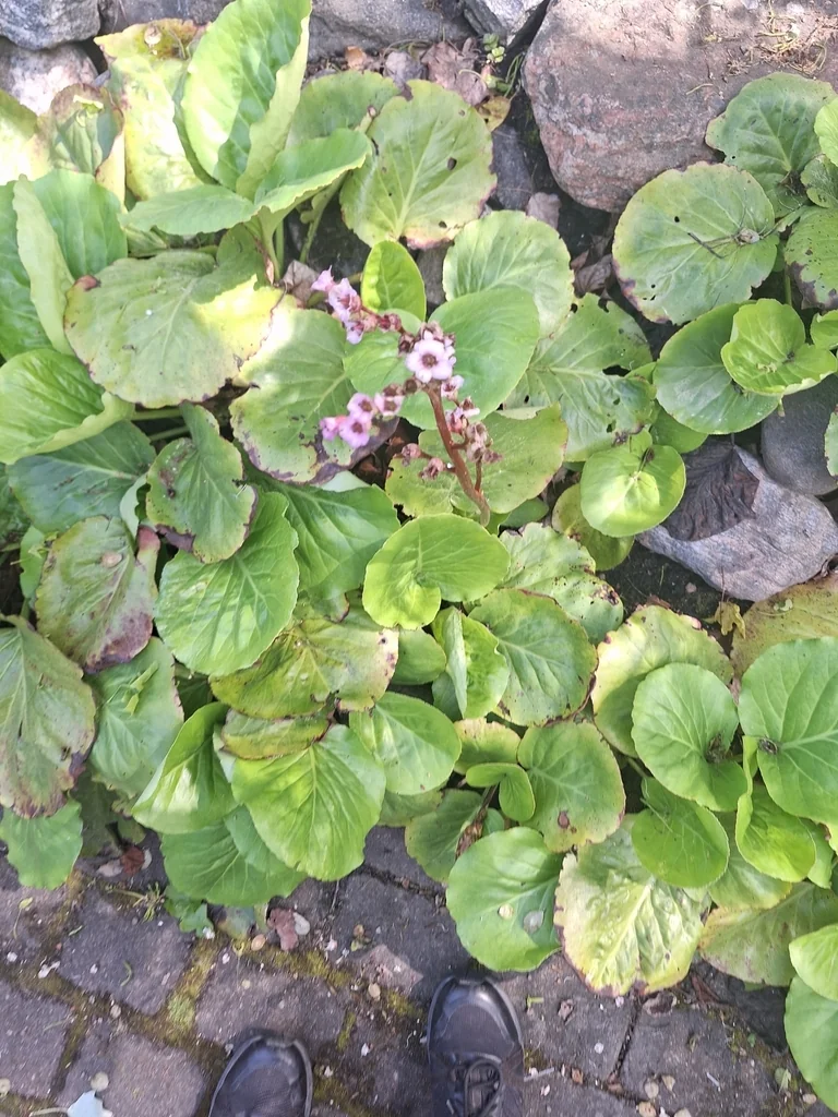 Bergenia Crassifolia