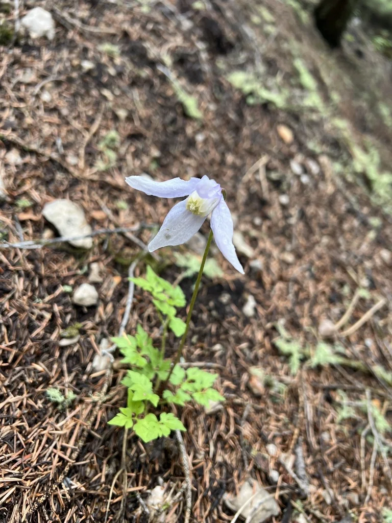 Clematis Columbiana