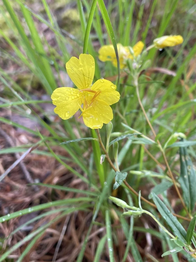 Oenothera Fruticosa