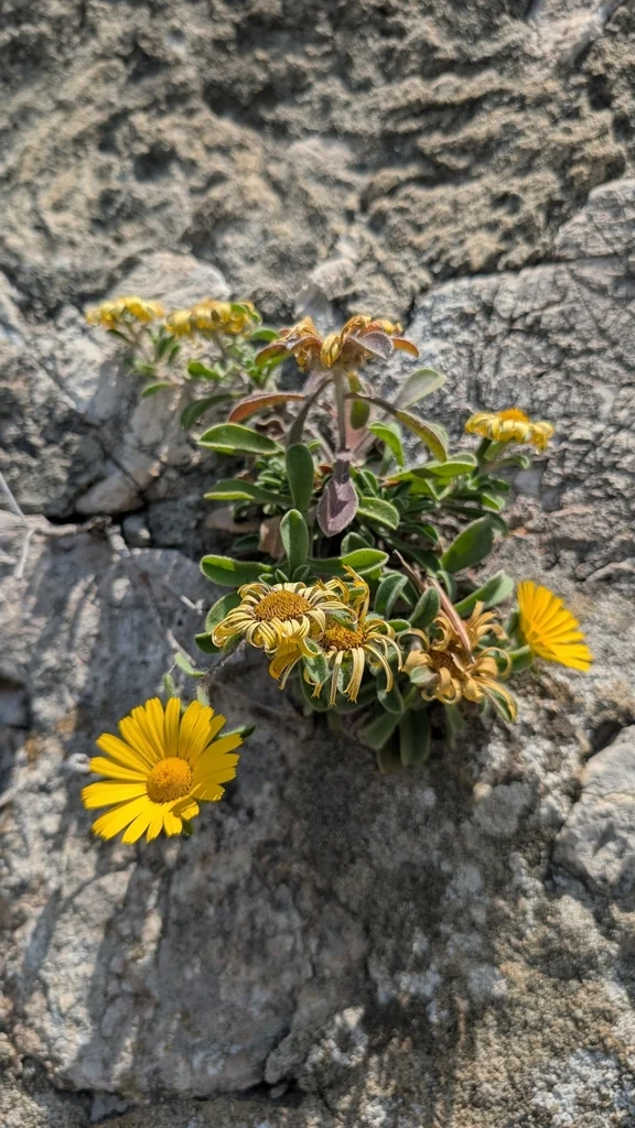 Asteriscus Maritimus