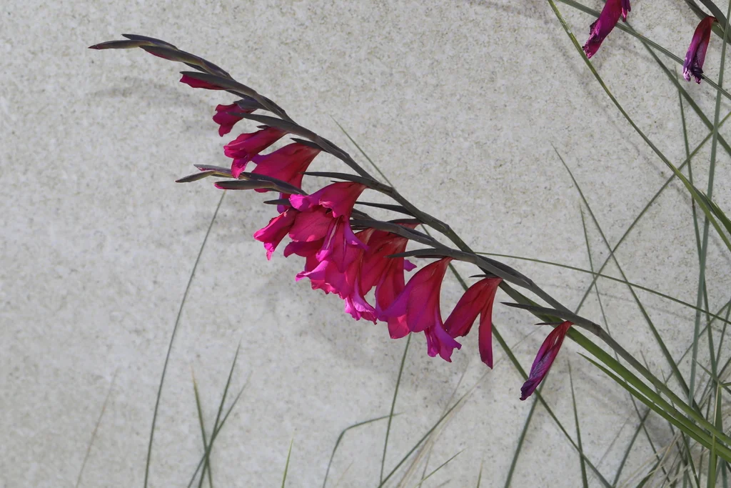 Gladiolus Communis