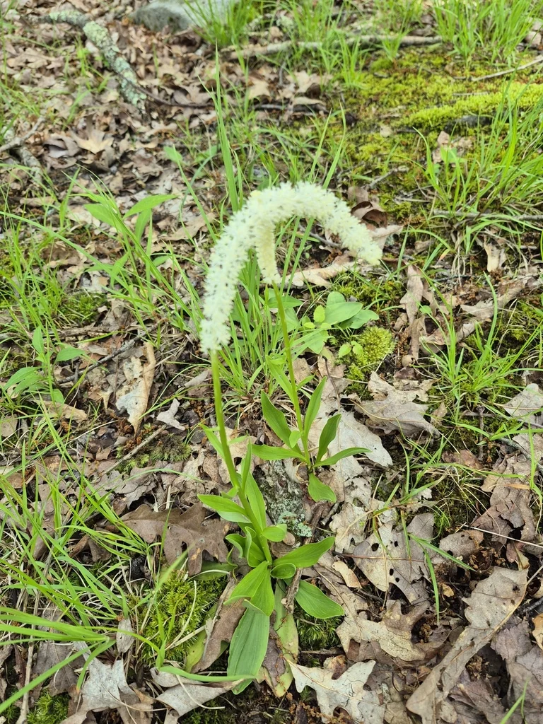 Chamaelirium Luteum
