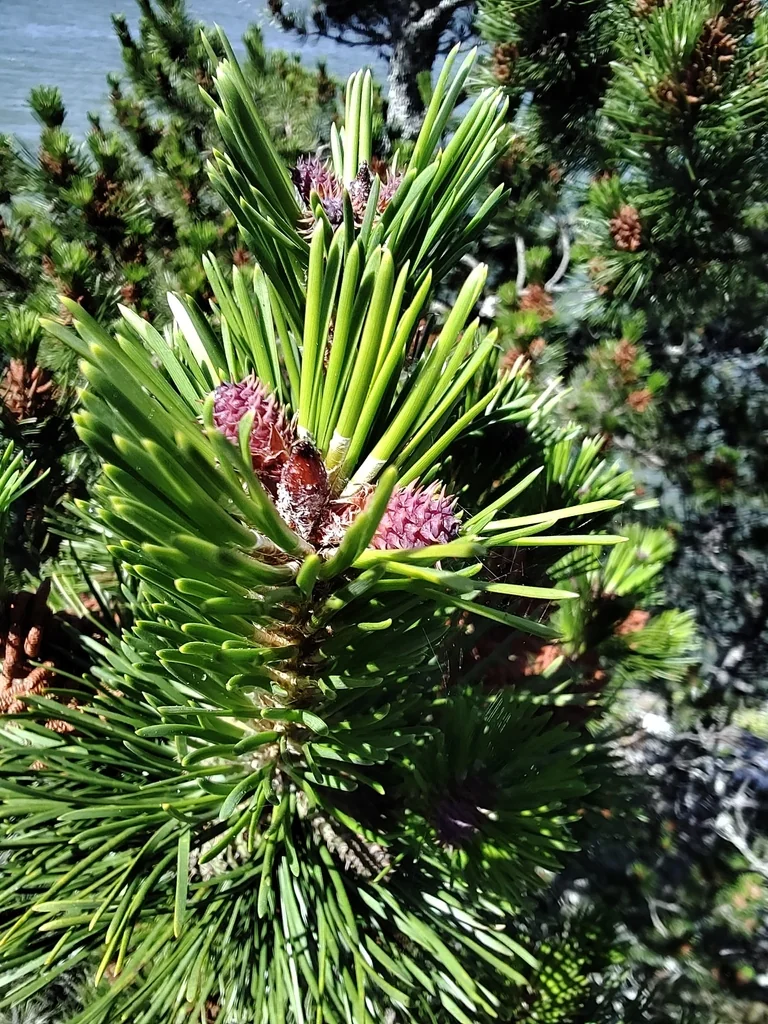 Pinus Contorta Var. Contorta