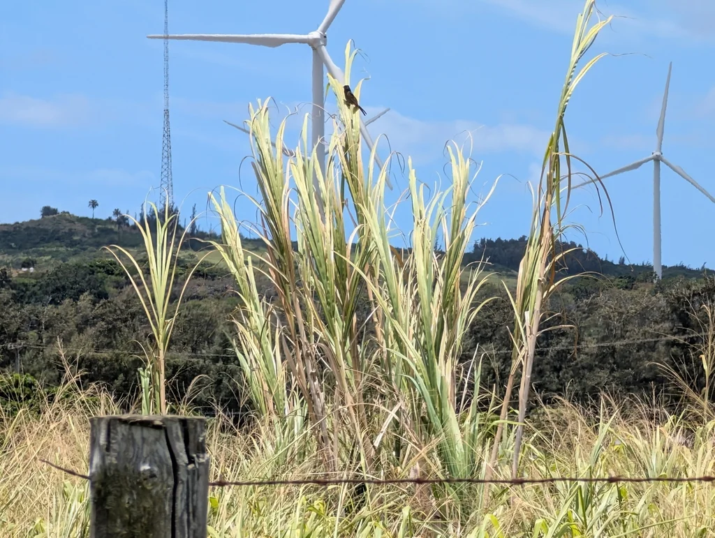 Pennisetum Purpureum