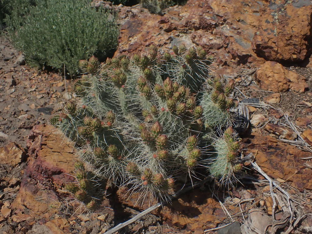 Opuntia Erinacea