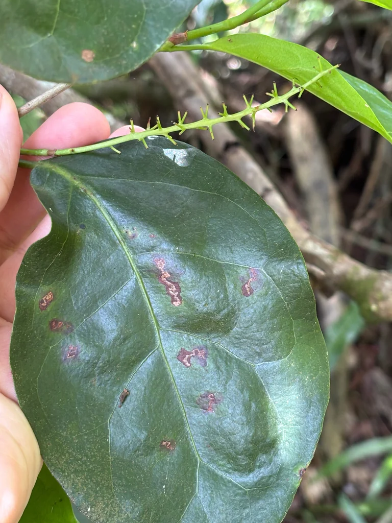 Coccoloba Diversifolia