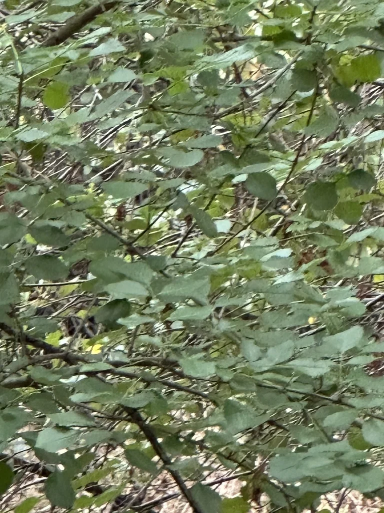 Alnus Rhombifolia