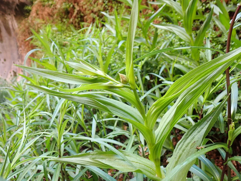 Epipactis Gigantea