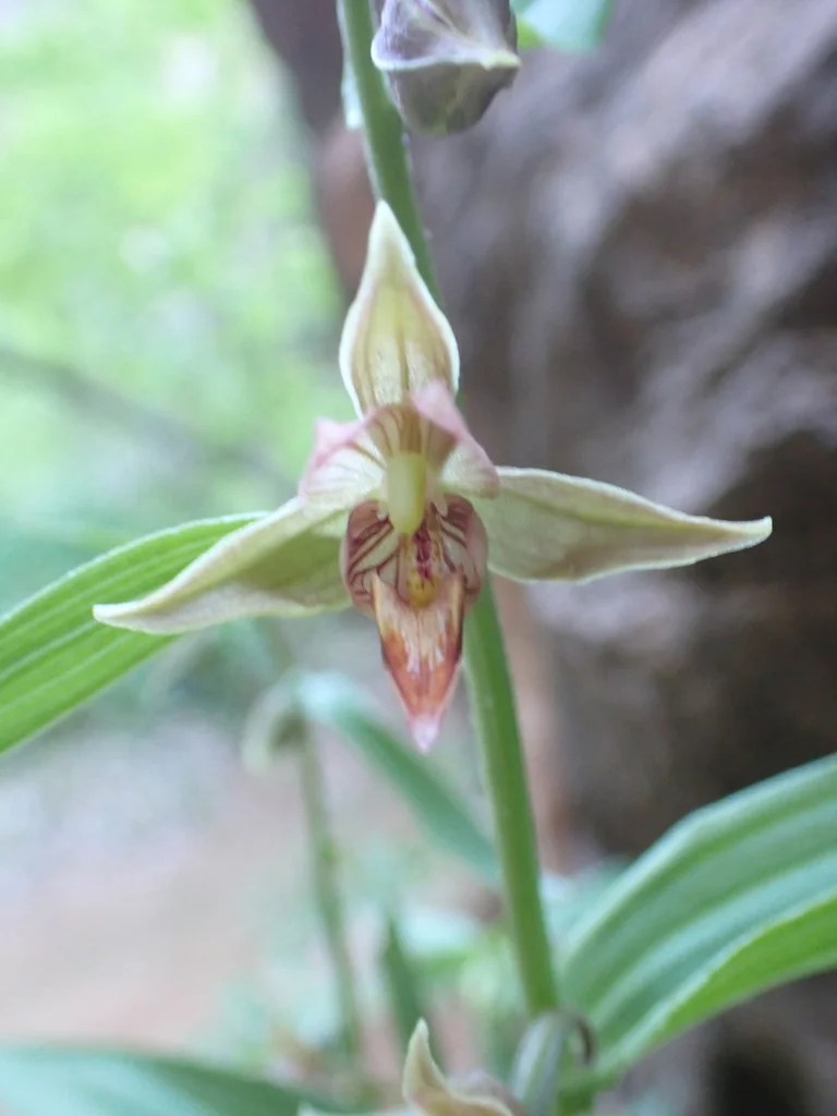 Epipactis Gigantea