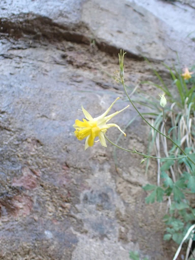 Aquilegia Chrysantha