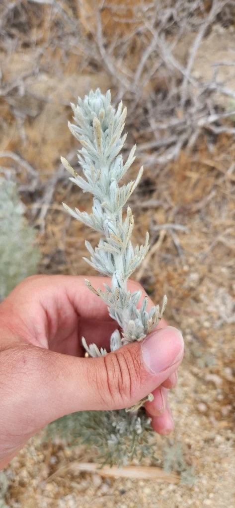 Artemisia Pycnocephala