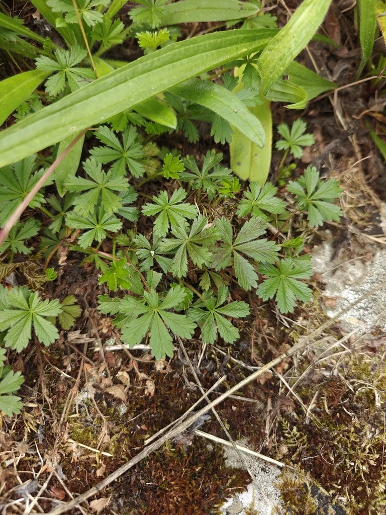 Potentilla Neumanniana