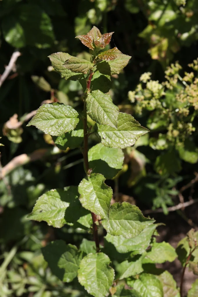 Prunus Domestica