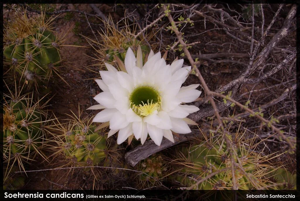 Echinopsis Candicans