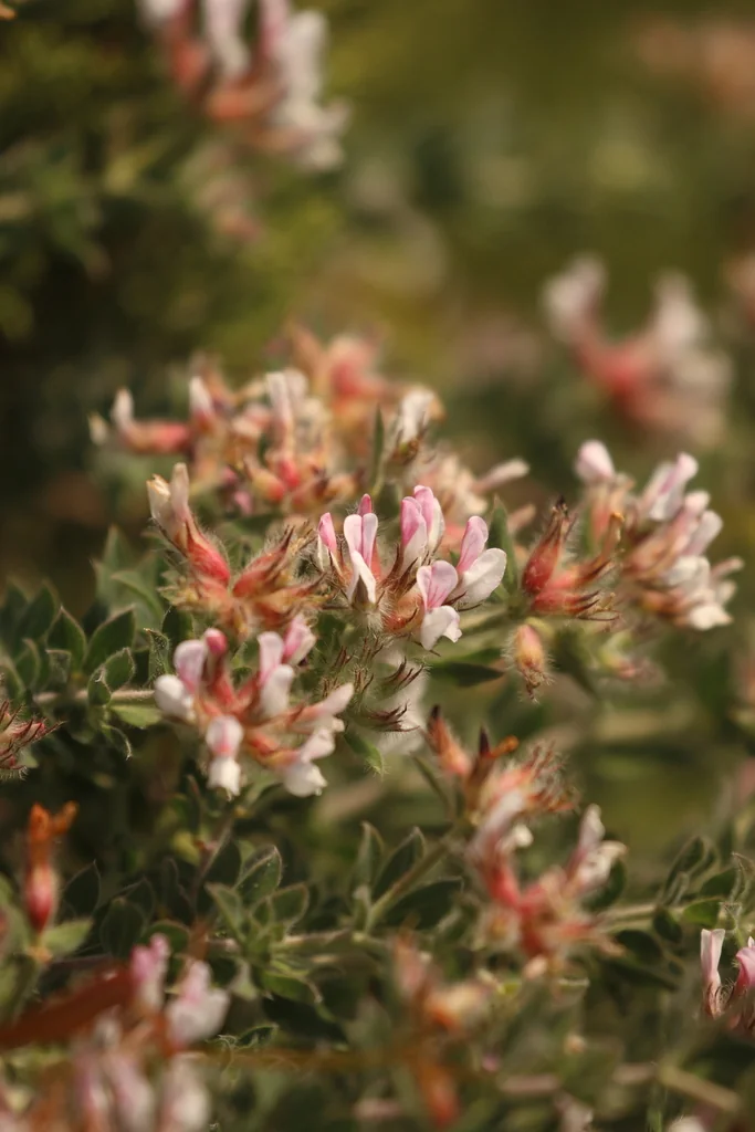 Dorycnium Hirsutum