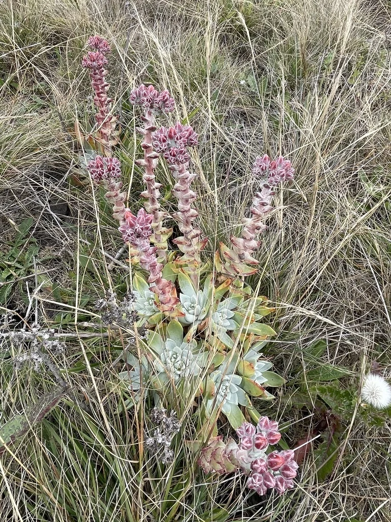 Dudleya Palmeri