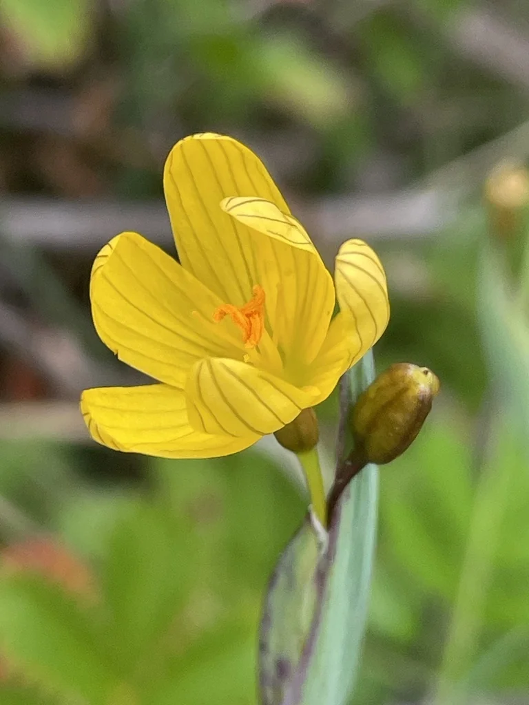 Sisyrinchium Californicum