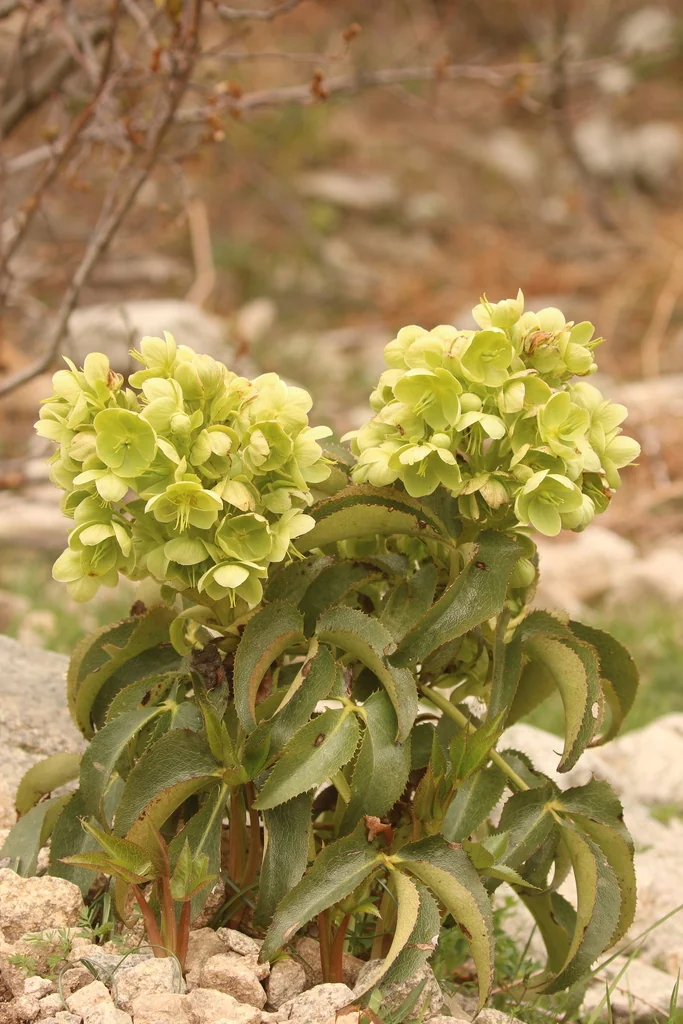 Helleborus Argutifolius