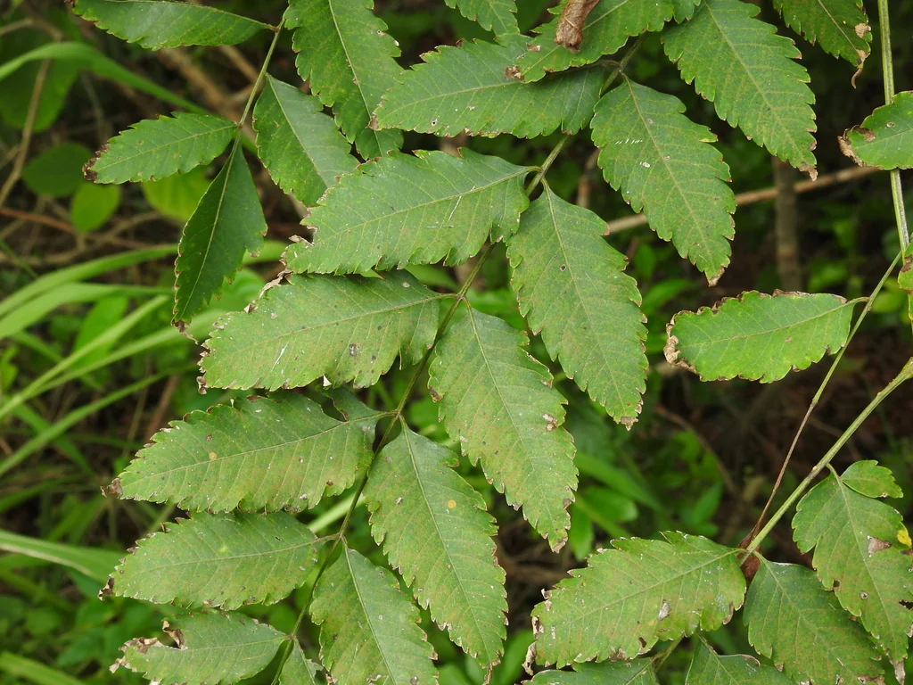 Koelreuteria Elegans