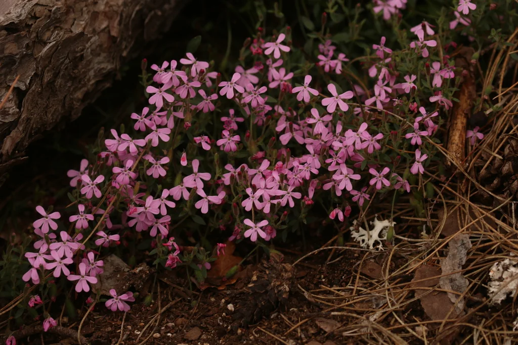 Saponaria Ocymoides