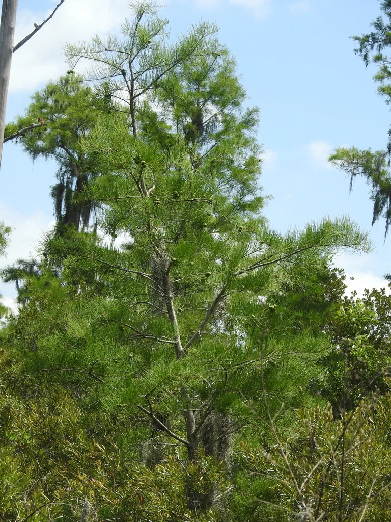 Taxodium Ascendens