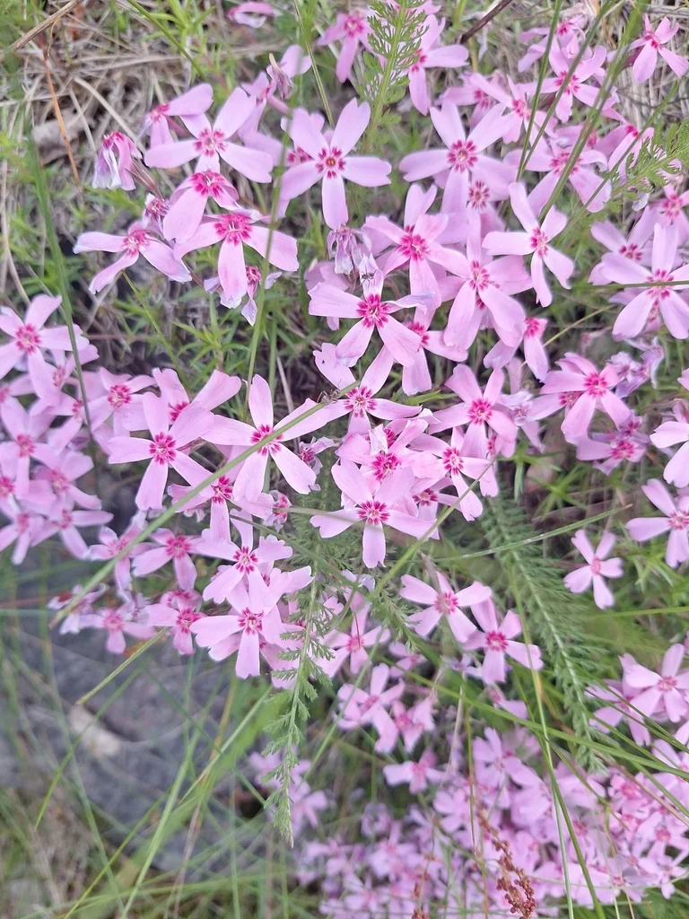 Phlox Subulata