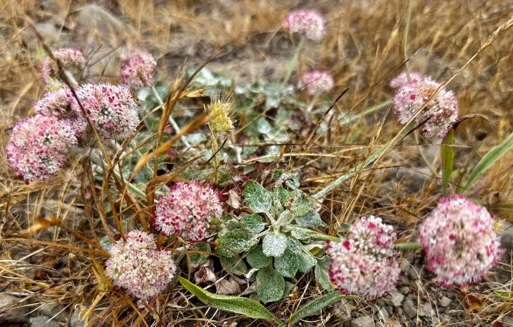 Eriogonum latifolium