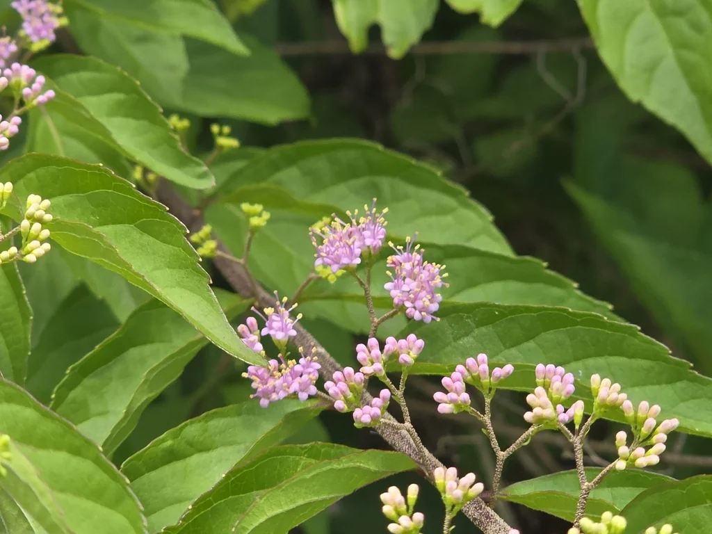 Callicarpa Dichotoma