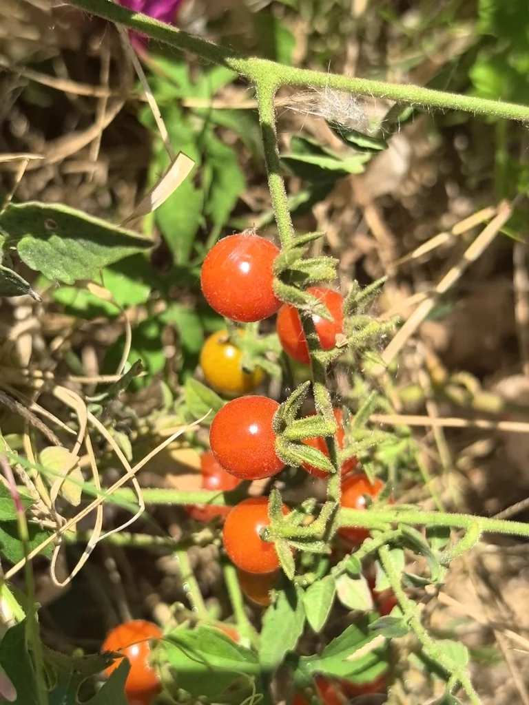 Solanum Lycopersicum Var. Cerasiforme