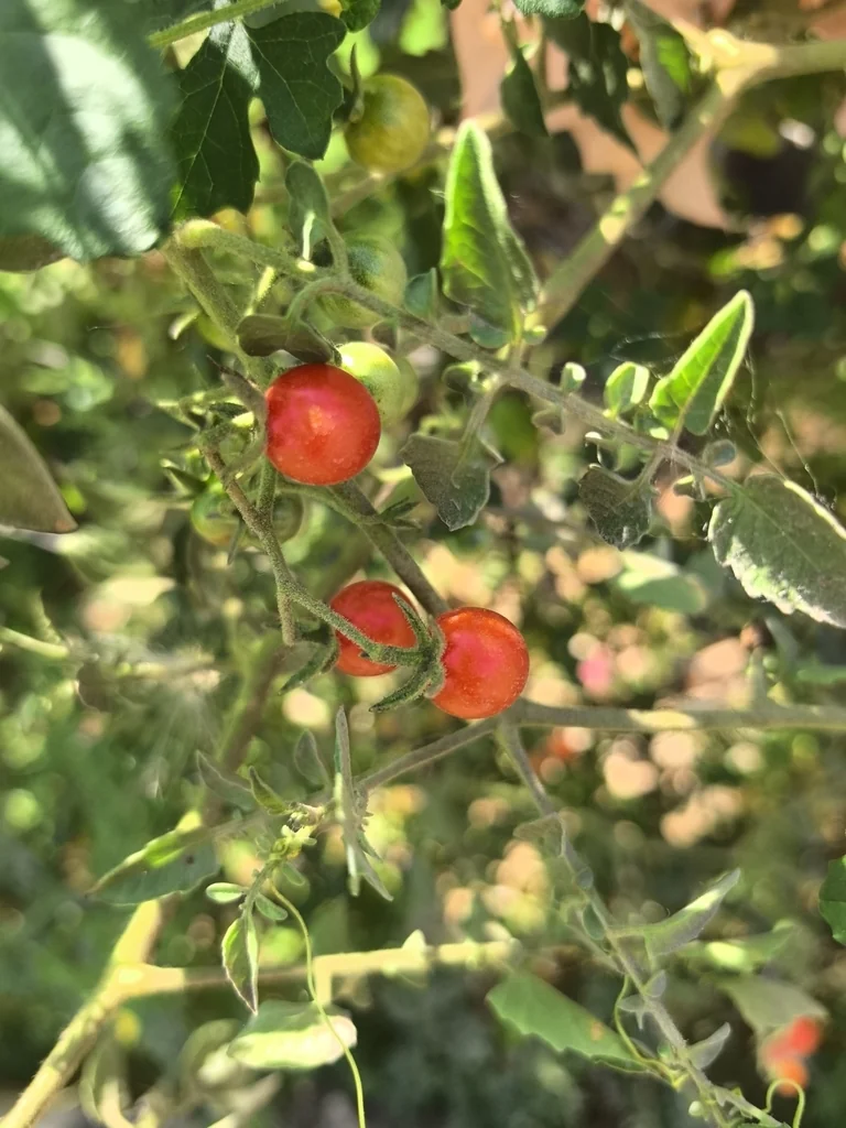 Solanum Lycopersicum Var. Cerasiforme