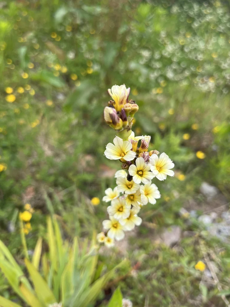 Sisyrinchium Striatum