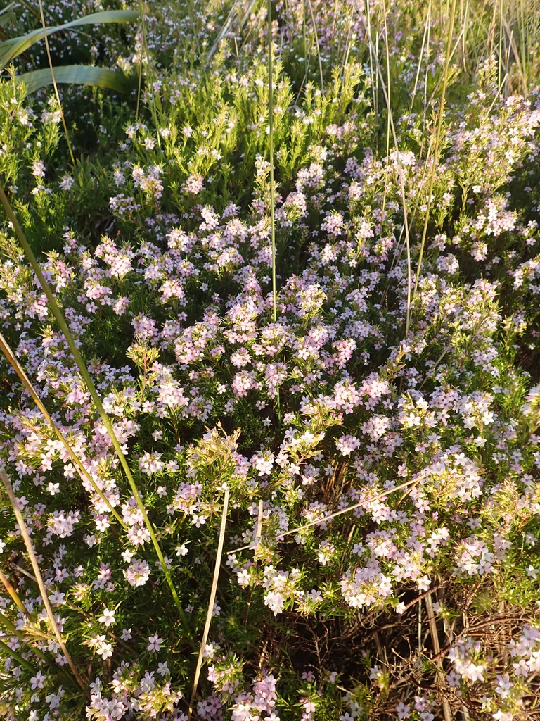 Coleonema Pulchellum