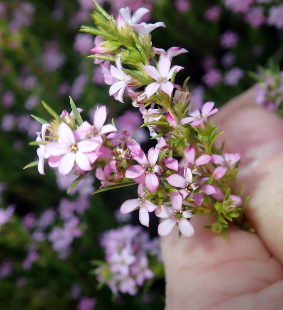 Coleonema Pulchellum