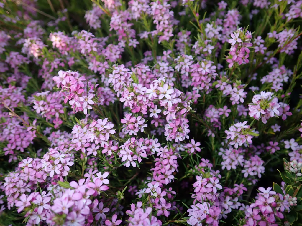 Coleonema Pulchellum