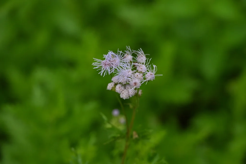 Conoclinium Greggii