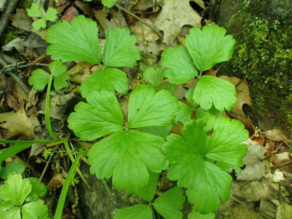 Waldsteinia Fragarioides