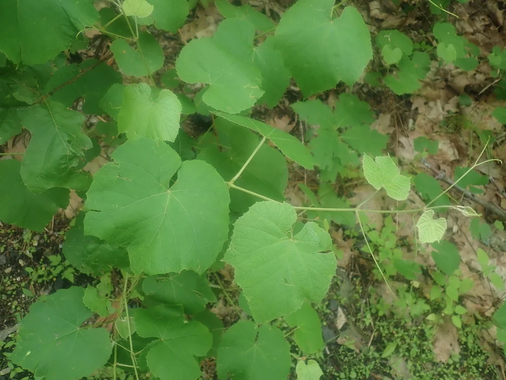 Vitis Labrusca